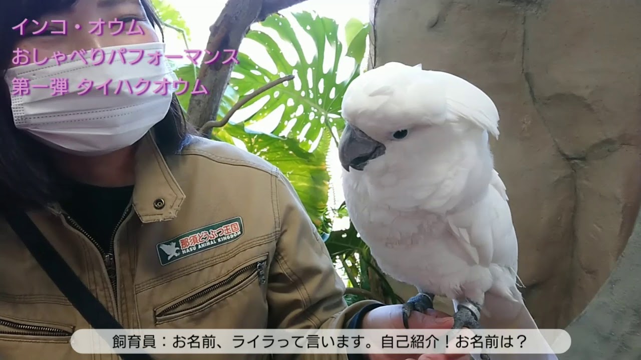 インコ オウムおしゃべりパフォーマンス 第一弾 タイハクオウム ライラ Youtube