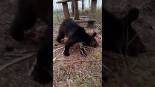 Плохо на медведей праздники действуют. #bear