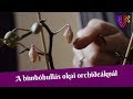 Az orchidea bimbóhullás okai | Miért száradnak el a bimbók virágzás előtt?