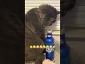 This cat has a drinking problem!🐱😂😂😂😂🍻🍻🍻