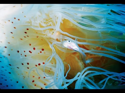 Video: Molekulárna Detekcia Kudoa Septempunctata (Myxozoa: Multivalvulida) V Morskej Vode A Morských Bezstavovcoch