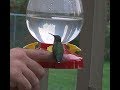 How to get a hummingbird to sit on your finger