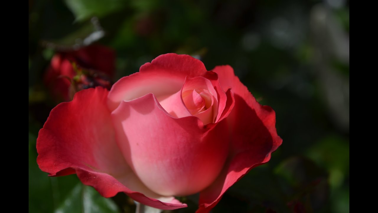 Beautiful Red Rose Flower Collection - HD (720p - 1080p)