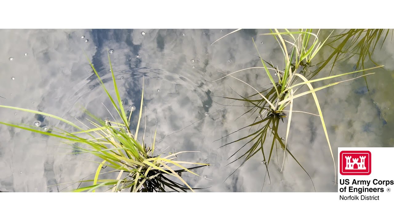 Meet Kathy Perdue, a biologist and wetland technical lead with the U.S. Army Corps of Engineers (USACE) Norfolk District. In this video, Kathy and biologist Gina Dotolo conduct a year-one evaluation of the Thalia Creek wetland restoration site as she explains why she truly enjoys working for the Corps. 

This wetland restoration site is the first phase of the much larger Lynnhaven River Basin Ecosystem Restoration Project. Through sustained partnership, the City of Virginia Beach, USACE and several other local organizations are continuously working towards the improved overall health of the Lynnhaven River and Chesapeake Bay.