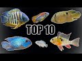 Top 10 Most "Peaceful" Cichlids