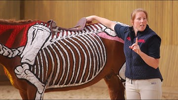 Movement From an Anatomical Perspective - Horses Inside Out
