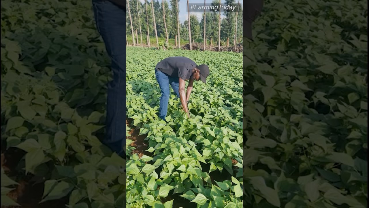 The Green Gold. Mastering French Beans Farming. 