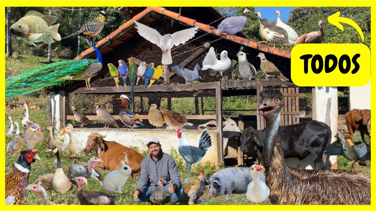 Tratando de TODOS os meus ANIMAIS do Sítio - Conheça meus Animais da Fazenda | Gutejando