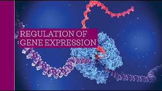 AP Biology 6iv Regulation of Gene Expression Lecture