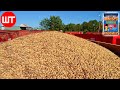 How peanuts are made  peanuts harvesting  processing  food factory