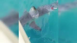 Antalya'da köpekbalığı paniği
