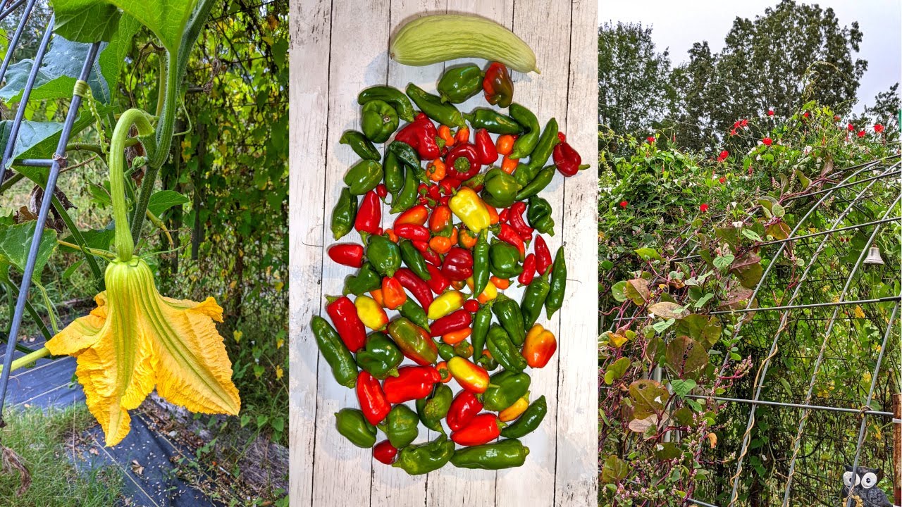 Garden Tour and Harvest | September 19, 2023 - YouTube