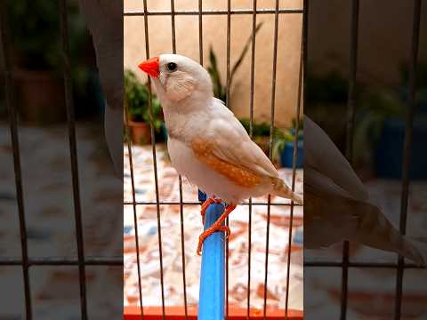ذكر الزيبرا