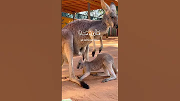 هذا خلق الله سورة لقمان الآية11 القارئ اسلام صبحي 