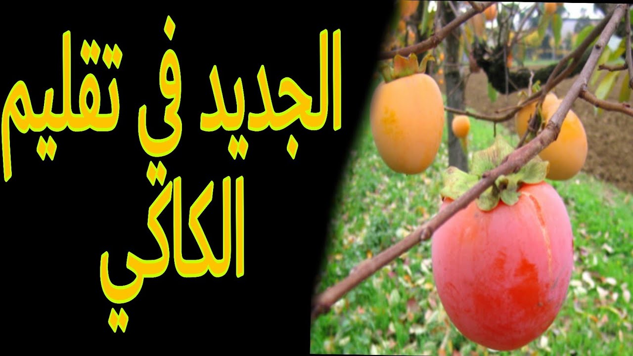 طريقة جديدة لتقليم الكاكي... يكشفها خبراء في الميدان....