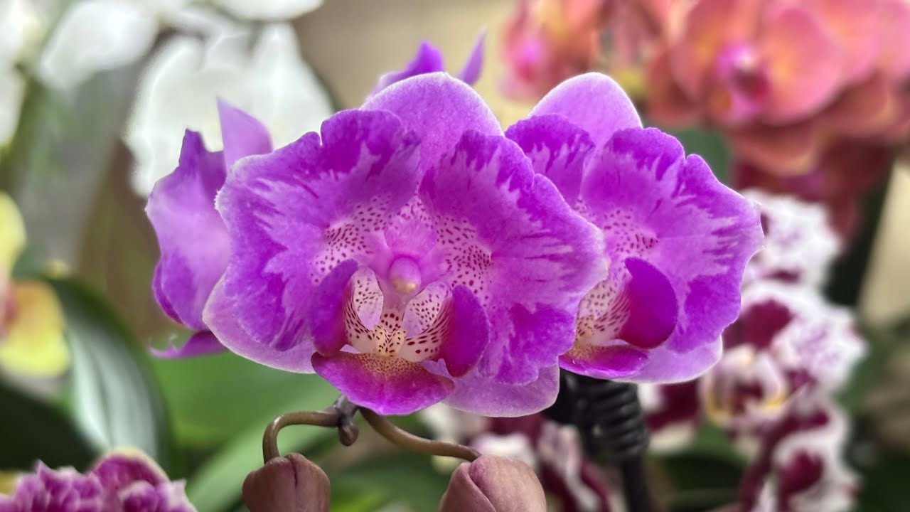 Мої міні🦋🦋і ще одна посилочка з красою 🌸🌸👌