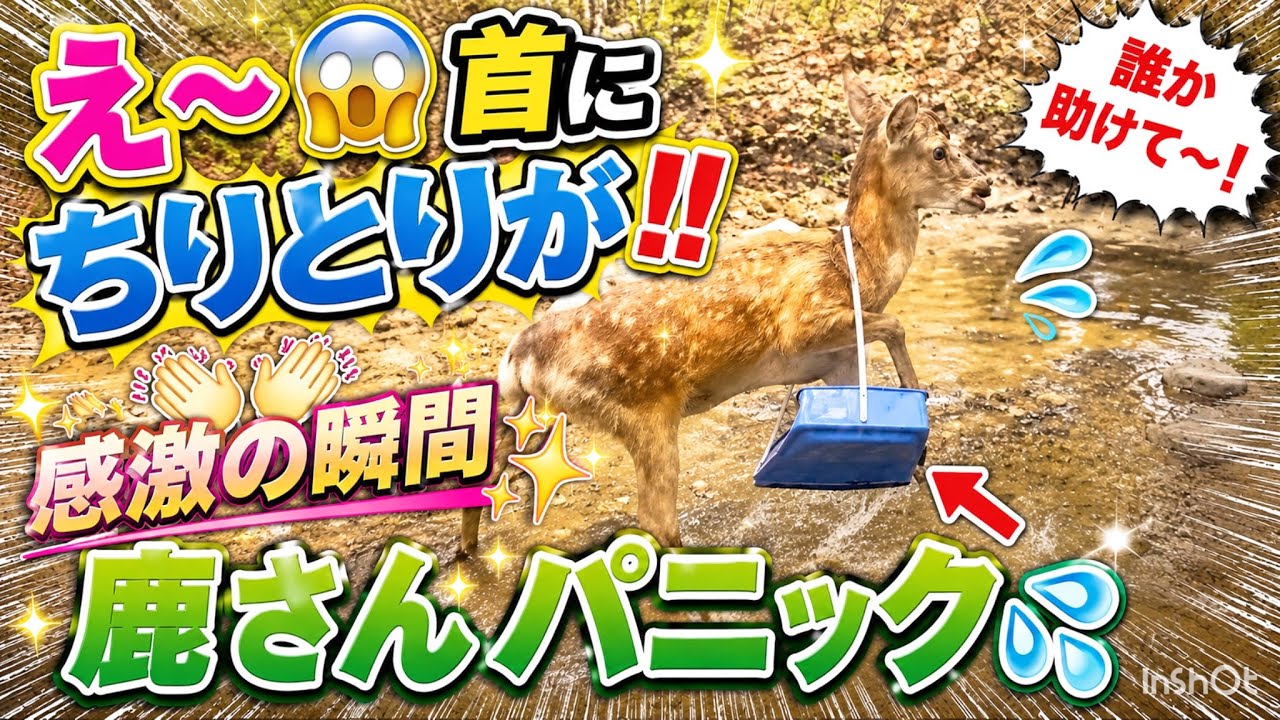値下げ　小鹿の　はくせい ハプニング】え〜😱首にちりとりぶら下げている鹿さん🦌NARA PARK