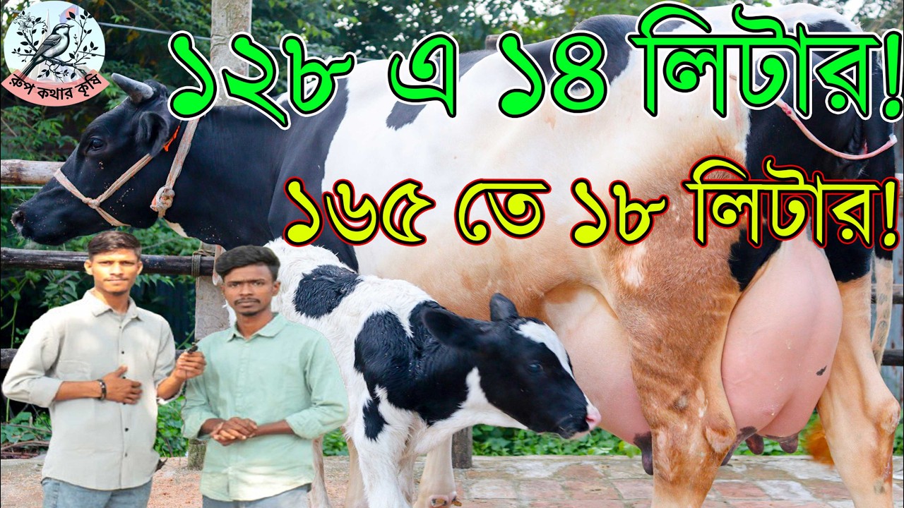 সবার চেয়ে কম দামে সুমন ভাইয়ের প্রতিবেদন। বাপ ছেলে লাইন ধরা দাম।১৬৫ তে ১৮ লিটার দুধ। ১৫০ এ ১৫ লিটার