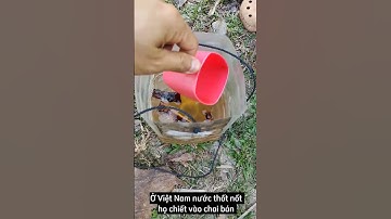 Nước thốt nốt "nguyên chất"Quá ra trước giờ chúng ta mua ở Việt Nam uống là nước đường sao? #thotnot