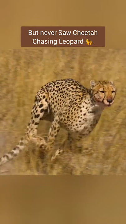 Ever You Saw? Cheetah Chasing Leopard 🤯 #shorts #viralshort #animals #usa #leopard #cheetah #viral