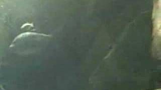 Underwater Adventure