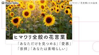 ひまわりの花言葉 色 本数別 英語の意味や由来は 怖い意味もある Hanasaku