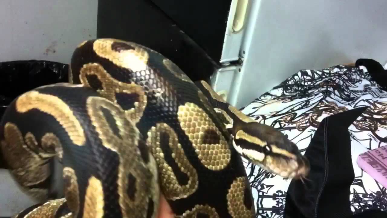geckos food New ball python females