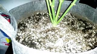 One plant one 4×4 gorilla grow tent Day 24 flower