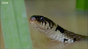 Grass Snakes on Wales: Land of the Wild (2019)