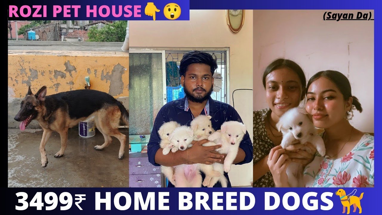 Best Dog Kennel in Kolkata I Home Breed Puppies Sell I Dog Market in Kolkata rozipethouse 