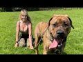 Le chien presa canario  chien de garde mortel entirement dress