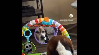 Evil Dog Mirror