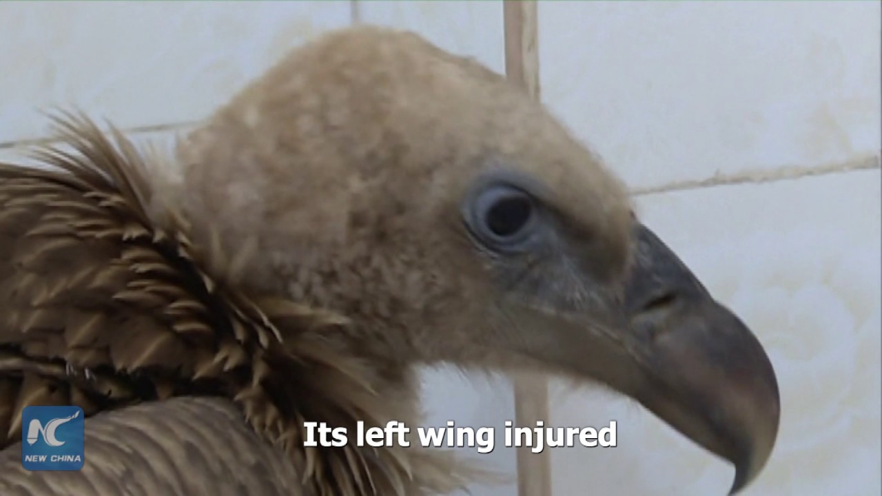 Injured Himalayan vulture rescued in SW China's Yunnan 