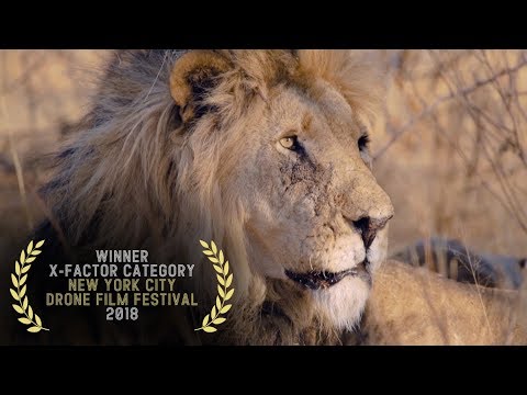 Kingdom of the Wild - 2018 New York City Drone Film Festival X-FACTOR Category Winner