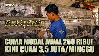 Modal 250 Ribu! Peternak Muda Raup Cuan Jutaan dari Kelinci Pedaging!
