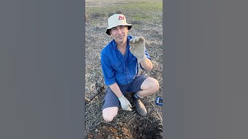 The Silver Florin @MinelabDetecting #neilcolston   #diggersdownunder #metaldetecting