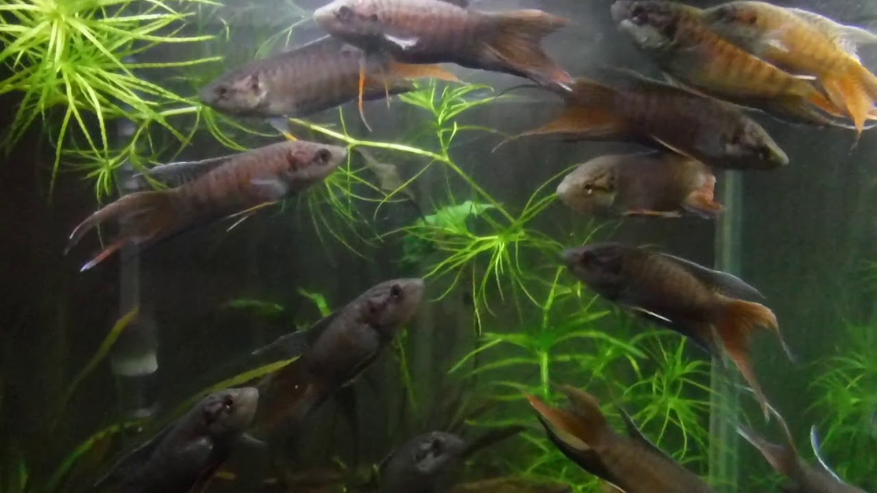 2017.10.16 黑叉鬥魚(Macropodus spechti ♀)雌 X 蓋斑鬥魚(Macropodus opercularis ♂ ...
