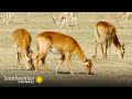 Luangwa Herbivores Compete for these Grassy Plains 🌾 Tales from Zambia | Smithsonian Channel