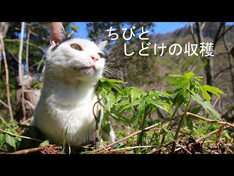 ちびと山菜しどけを収穫して産直へ　210507