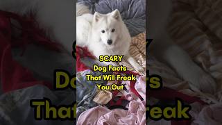 SCARY Dog Facts That Will Freak You Out #shorts #facts #dog