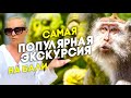 Bali Самая популярная экскурсия на Бали. Что посмотреть? Парк обезьян, водопады, качели.