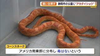 ペットが逃げたか 静岡市の公園で1mのヘビ アカダイショウ 発見 捕獲 Youtube