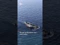 Buckelwal Timmy in Nordsee freigesetzt I #shortvideo #shorts