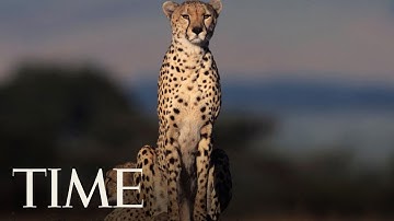 Cheetahs Are Disappearing At An Alarming Rate | TIME