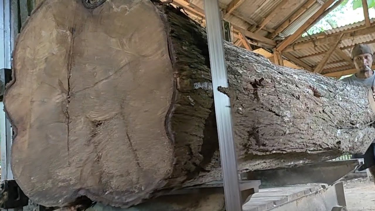 Large pieces of wood make the sawing process in the sawmill ...
