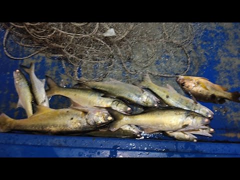 12/08/2026 Menjaring | Pukat at Sangkar Sungai Udang Penang