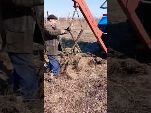 МТЗ 892 корчует