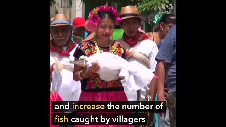 Mayor of Mexican fishing town marries a crocodile - DayDayNews