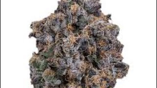 "Cherry Biscotti Strain Test: Unleashing 25.56% THC Potency! 🍒💨 | Exit 420 AZ"