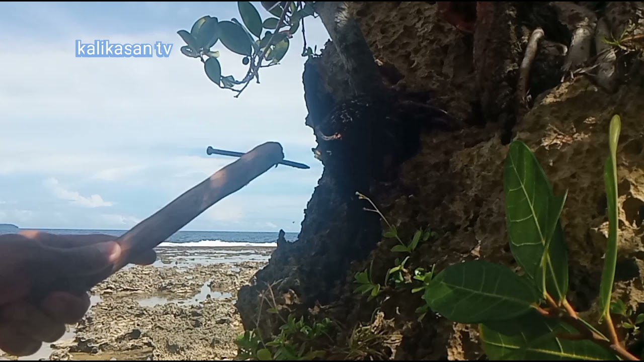 Solo bonsai hunting ep#8 black bantolinao tree/bonsai materials dalawa Ang aking nakita